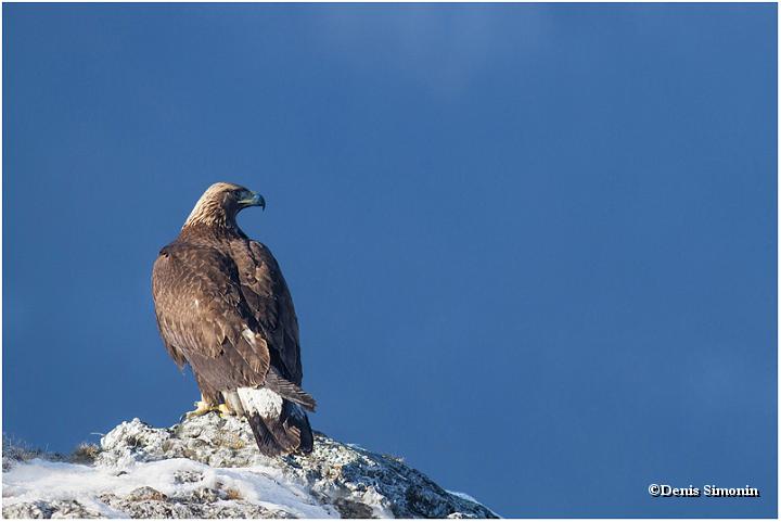 Aigle royal juvénile - Vercors